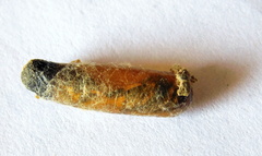 Sceliphron madraspatanum