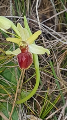 Ophrys sphegodes massiliensis