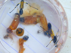 Sceliphron madraspatanum