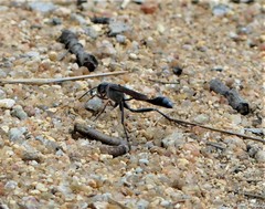 Ammophila bechuana