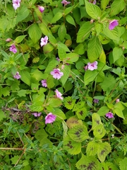Impatiens sylvicola