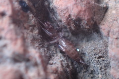 Hubbardia pentapeltis
