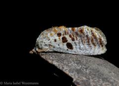 Spinulata maruga