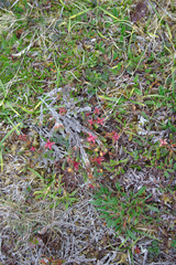 Cassiope tetragona
