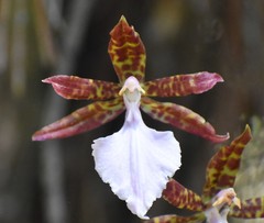 Rhynchostele bictoniensis