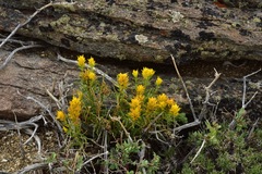 Castilleja flava flava