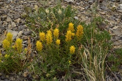 Castilleja flava flava