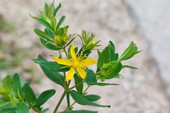 Hypericum perforatum perforatum