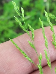Poa trivialis