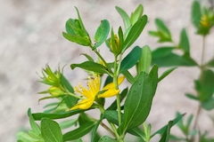 Hypericum perforatum perforatum