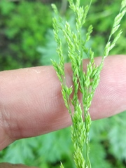 Poa trivialis