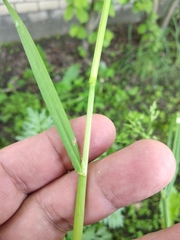 Poa trivialis