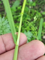 Poa trivialis