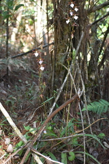 Rhynchostele bictoniensis