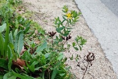 Hypericum perforatum perforatum