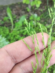 Poa trivialis