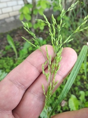 Poa trivialis