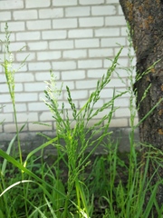 Poa trivialis