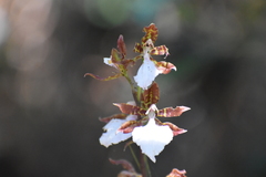 Rhynchostele bictoniensis