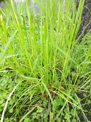 Poa trivialis