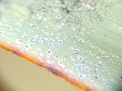 Pilocarpaceae