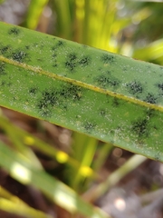 Pilocarpaceae