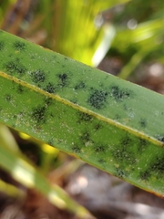 Pilocarpaceae