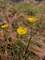 Ranunculus serpens