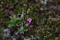 Silene acaulis