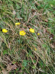 Ranunculus serpens