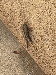 Sceloporus occidentalis
