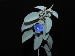 Jacquemontia floribunda