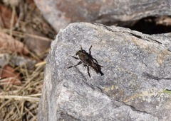 Promachus truquii