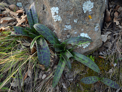 Orchis mascula laxifloriformis