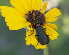 Lytta crotchii