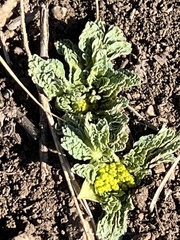 Cymopterus longipes