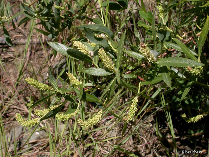 Salix melanopsis