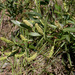 Salix melanopsis - Photo (c) 2008 Keir Morse,  זכויות יוצרים חלקיות (CC BY-NC-SA)