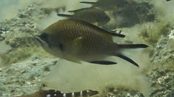 Azores Chromis