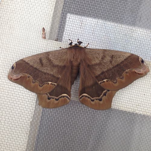 giant silk moth