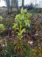 Helleborus foetidus