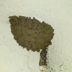 Sceliphron madraspatanum