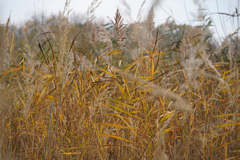 Phragmites australis