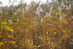 Phragmites australis