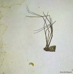 Sceliphron madraspatanum