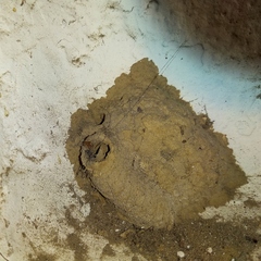 Sceliphron madraspatanum