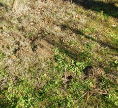 Microtus duodecimcostatus