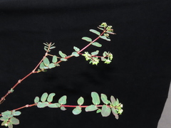 Euphorbia lasiocarpa