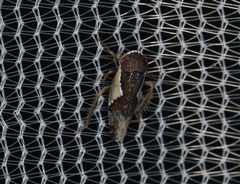 Norvellina pulchella