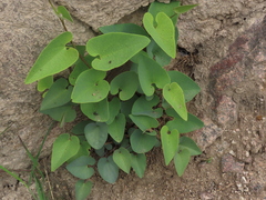 Aristolochia chachapoyensis